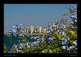 Jaffa 009